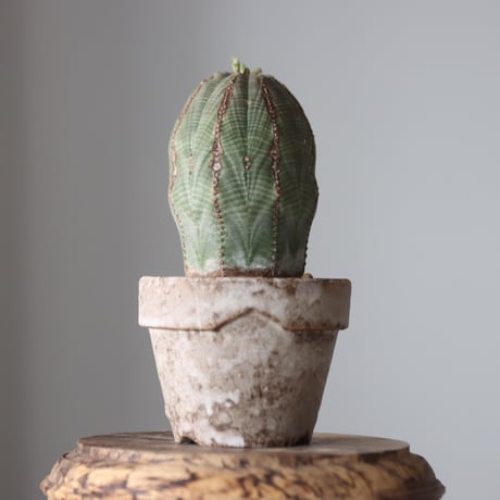 Euphorbia obesa♂ × YAMABACHI var. takero pot  no.52611