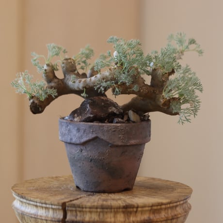 sarcocaulon | STORES