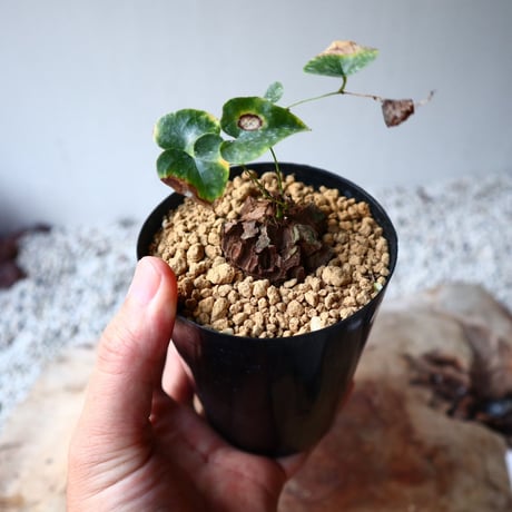 ディオスコレア   亀甲竜    Dioscorea elephantipe  no.1118-2