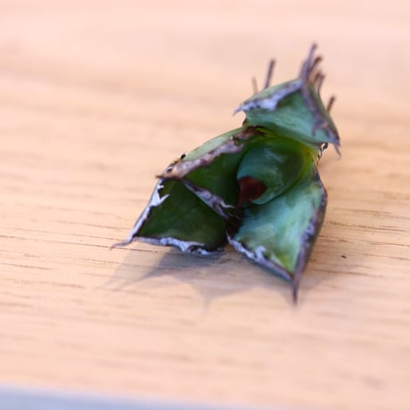 'ハルコイ´セット (N/OH × Agave titanota "FO-076)  no.30378