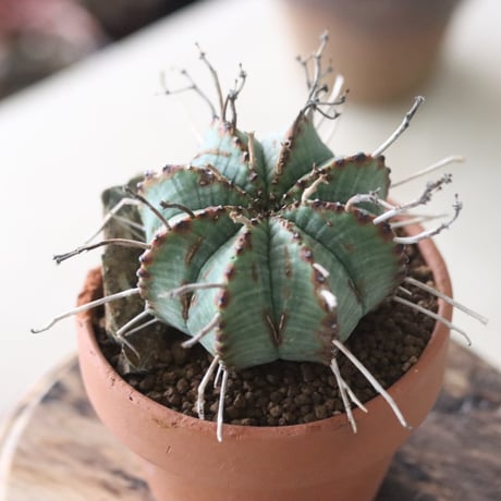 Euphorbia valida × YAMABACHI   no.51915