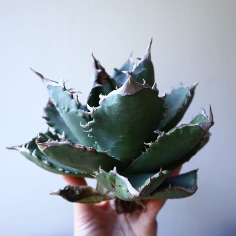 アガベ   チタノタ 　 Agave  titanota   no.111024
