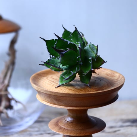 アガベ ホリダ    Agave horrida     no.1025-1