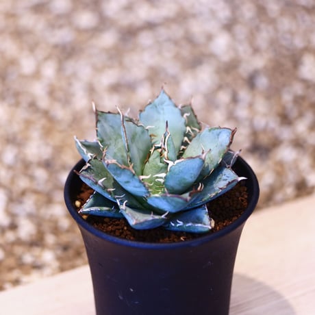 アガベ チタノタ フィリグリー / Agave titanota "Filigree crested   no. 51433