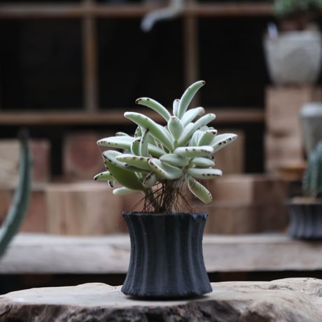 カランコエ  トメントーサ 月兎耳／Kalanchoe   tomentosa  no.111365