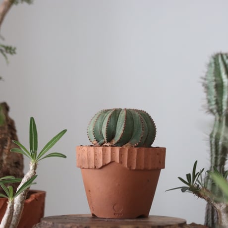 Euphorbia obesa  × YAMABACHI var. N/OH  no.51208