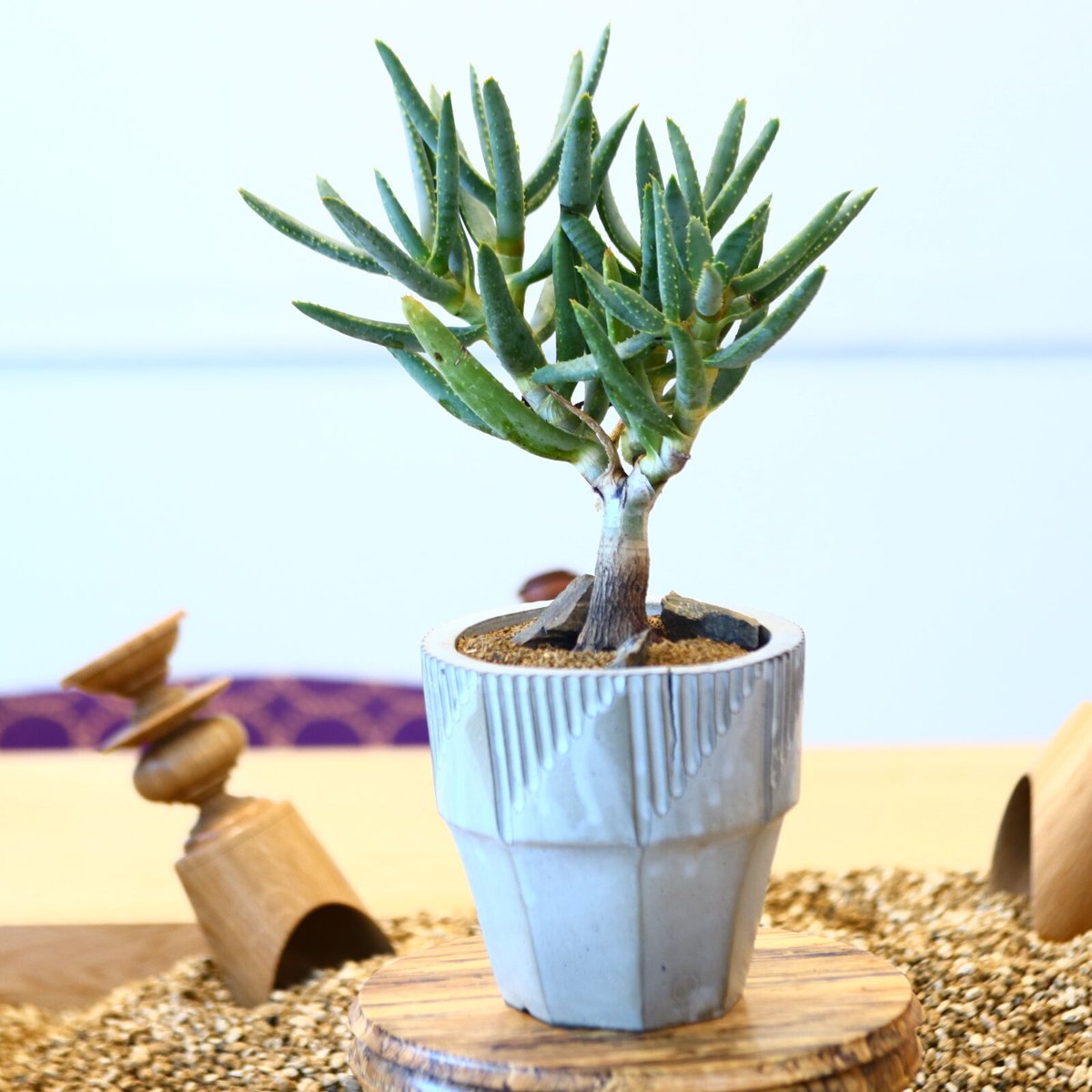 N/OH × Aloe ramosissima no.61852 | 芽の巣山