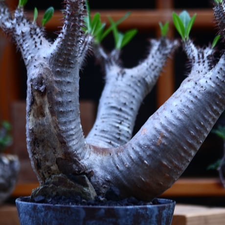パキポディウム  マカイエンセ／Pachypodium Makayense       no.82206