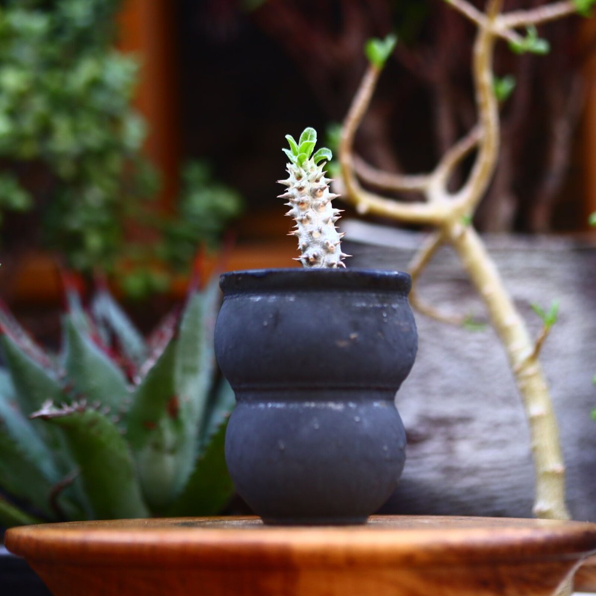 パキポディウム　タッキー　Pachypodium Tackyi パキポディウム タッキー Pachypodium 'Tackyi' - Special Plants