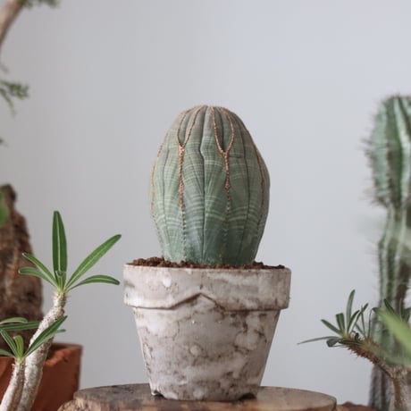 Euphorbia obesa  × YAMABACHI var. takero pot  no.51212