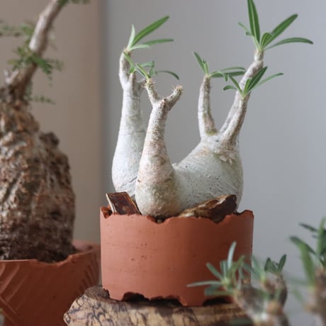 Pachypodium gracilius × N/OH    no.51228