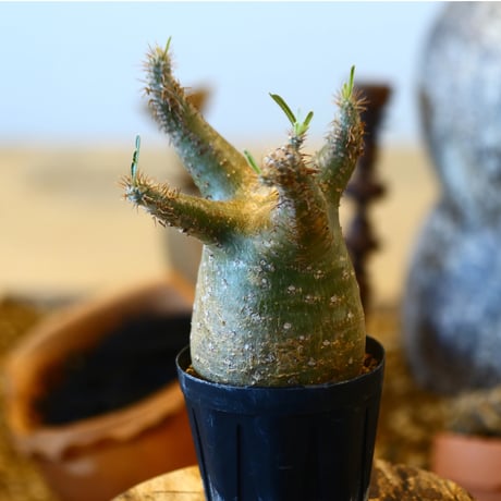 Pachypodium gracilius   no.32418