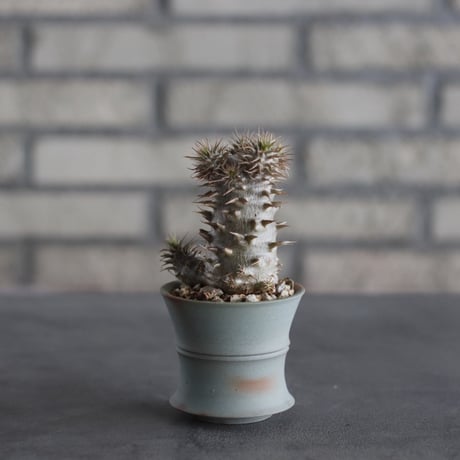 Pachypodium Makayense × TAKERO POT (2.5号)  no.614/12