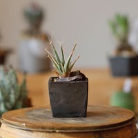 Leuchtenbergia principis × takero pot (2号)  no.111/18