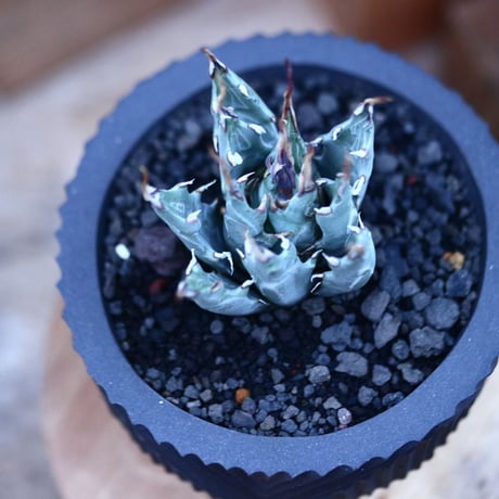 アガベ  ユタエンシス  エボリスピナ／Agave uthaensis var. eborispina     no.112149