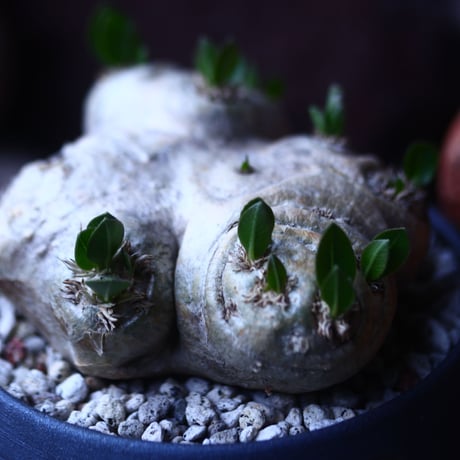 パキポディウム  ブレビカウレ  恵比寿笑い   Pachypodium brevicle   no.42687
