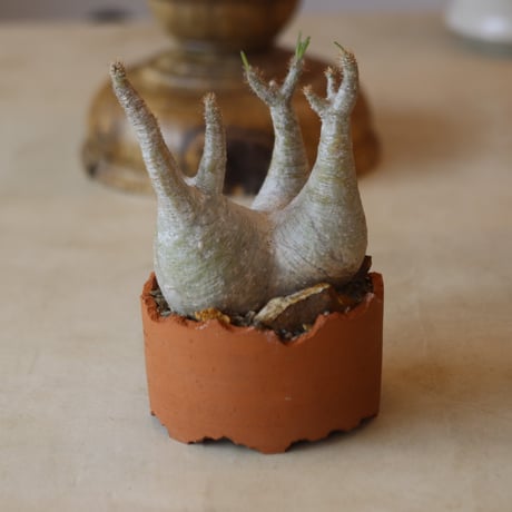 Pachypodium gracilius × N/OH   no.112-43