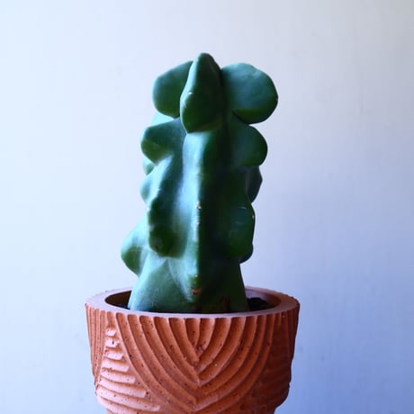 ロフォケレウス  福禄寿   Lophocereus schottii   no.11226