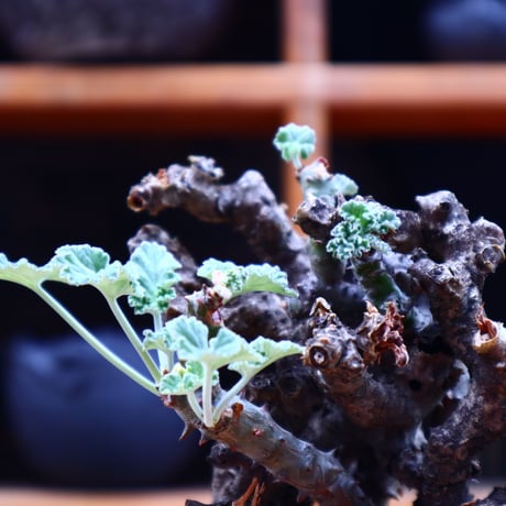 ぺラルゴ二ウム   エキナツム／Pelargonium  lechinatum   no.62712