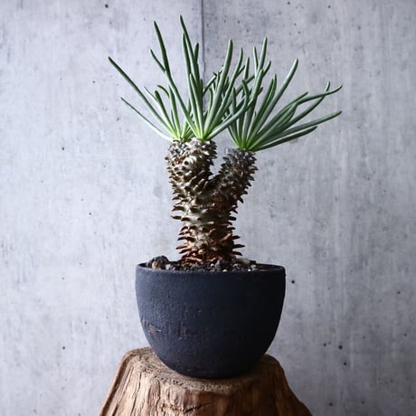 チレコドン   ワリチー     Tylecodon wallichii no.004