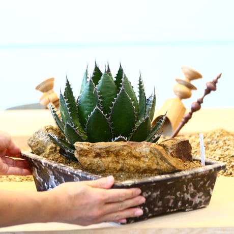 たけろうポット × Agave horrida   no. 72363
