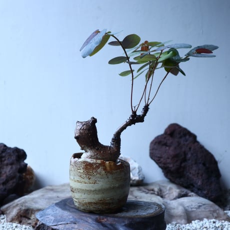 フィランサス   ミラビリス   Phyllanthus mirabilis  no.91501