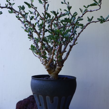 センナ メリディオナリス   Senna meridionalis  no.72816