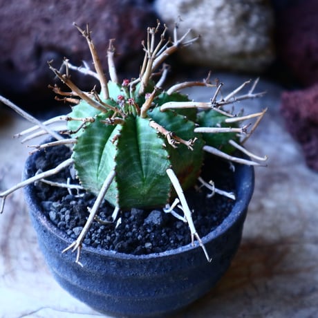 ユーフォルビア  バリダ    Euphorbia valida     no.32214