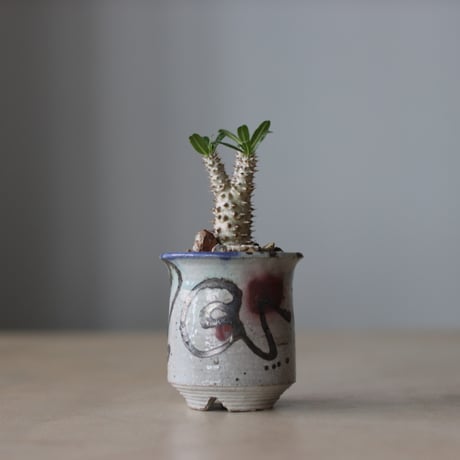 Pachypodium'Tackyi' × Norikatsu Sato / PLANETX (2.5号鉢)   no.511/1