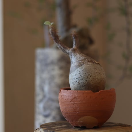 Pachypodium gracilius × N/OH  no.82546