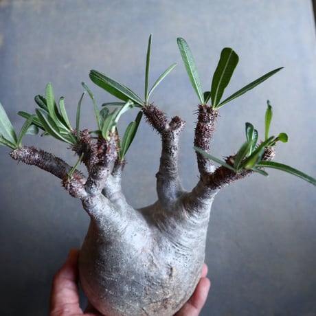 パキポディウム グラキリス   Pachypodium rosulatum var. gracilius no.110331
