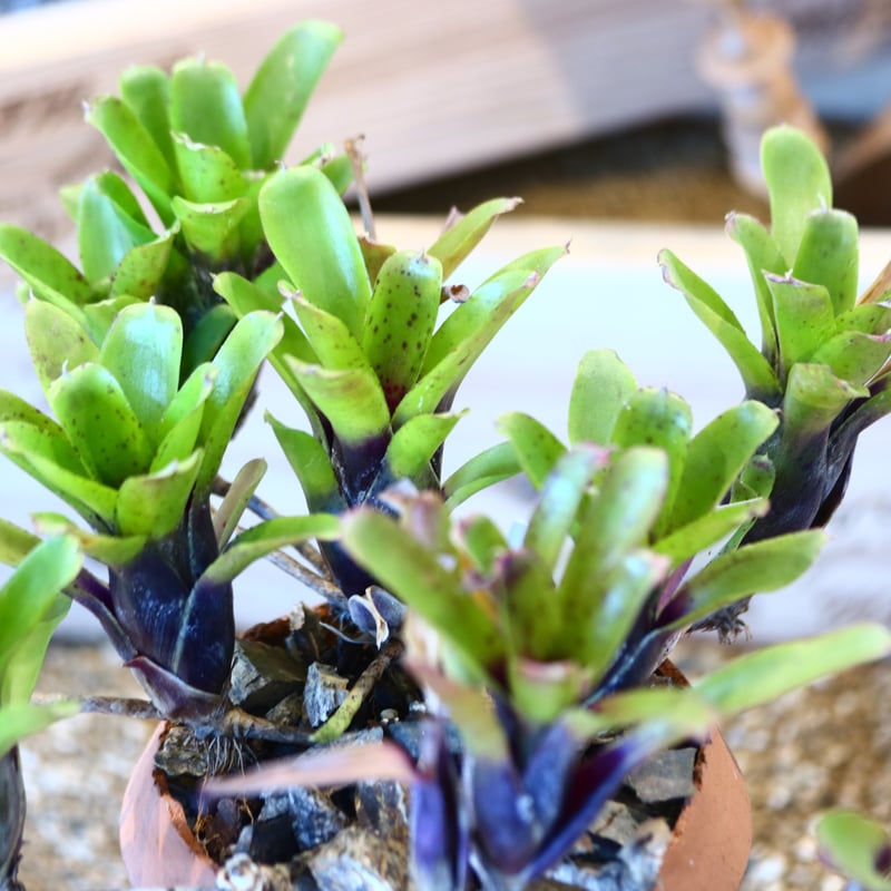 Neoregelia 'Narciss' × N/OH no.10797 | 芽の巣山 Neoregelia 'Narciss' × N/OH no.10797 | 芽の巣山