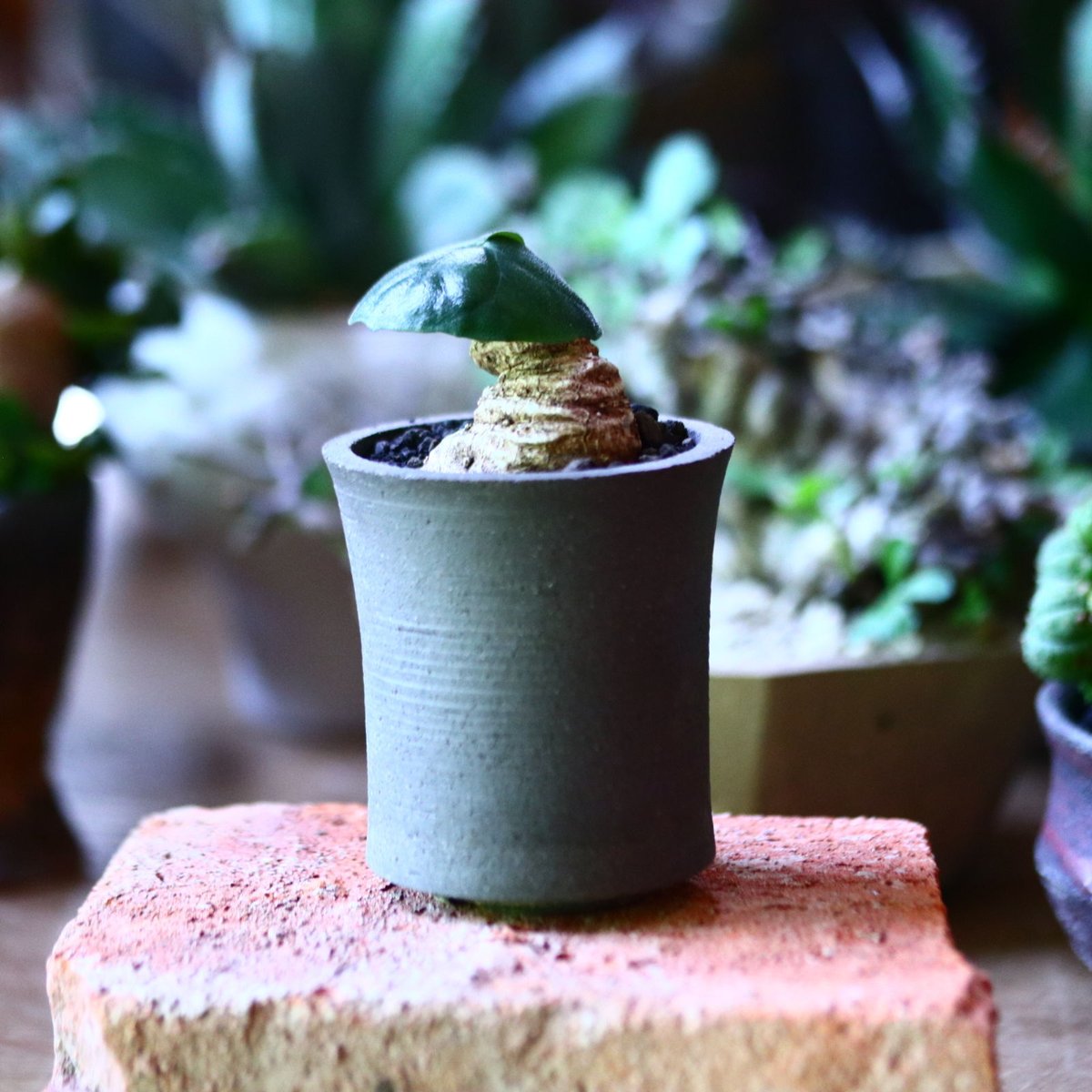 ドルステニア バルミニアナ Dorstenia barminiana no.8160