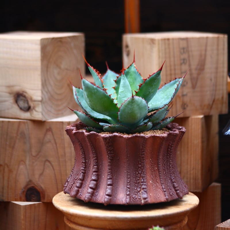 アガベ ボビコルヌータ カウズホーン／Agave bovicornuta 'Cows Ho