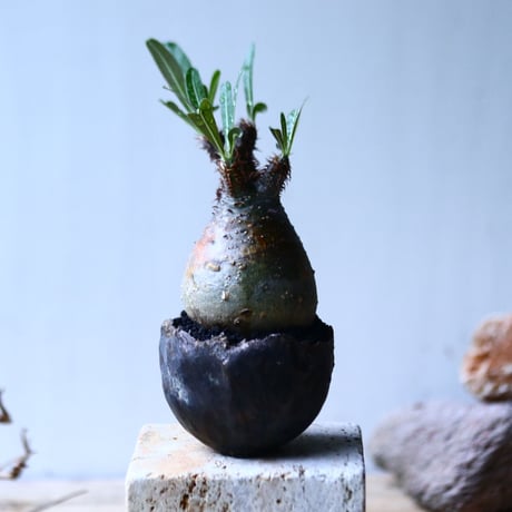 パキポディウム グラキリス   Pachypodium rosulatum var. gracilius no.92733-1