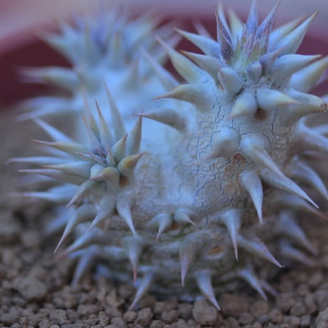 パキポディウム  恵比寿大黒   Pachypodium  Densicaule    no.20715-1