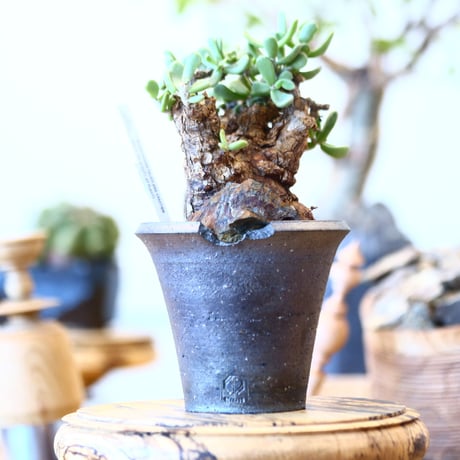 Ceraria pygmaea × N/OH     no91717