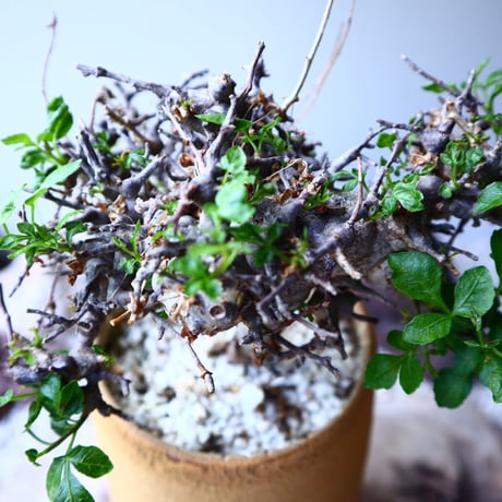 コミフォラ  エイル   no.002  Commiphora  sp.  Eyl    no.62303