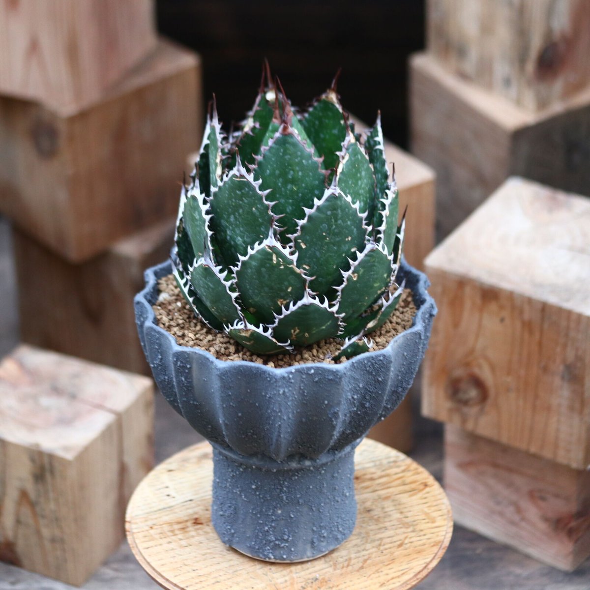 アガベ ホリダ / Agave horrida no.31956 | 芽の巣山 アガベ ホリダ / Agave horrida no.31956 | 芽の巣山