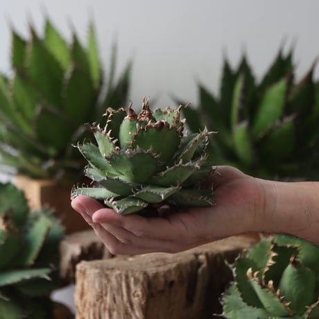 U.S. filigree (Agave titanota filigree)/ Style of Chika　no.1206-43