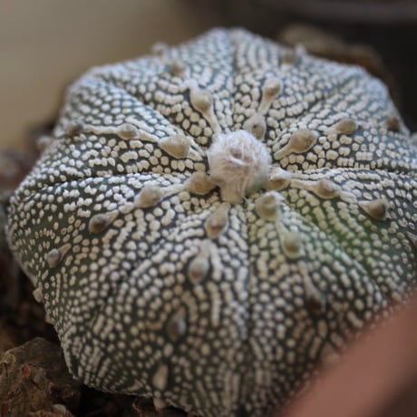 Astrophytum asterias 'Miracle-Kabuto' × たけろうポット　no.112-17