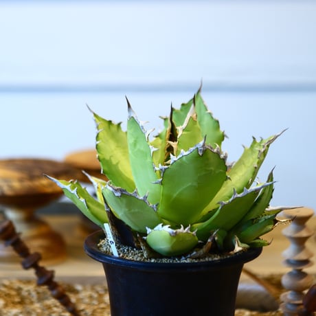 Agave titanota Sierra Mixteca　no.31054