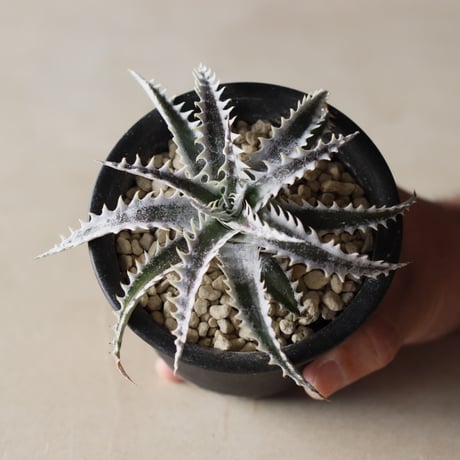 CATEGORY Yocto Plants | 芽の巣山