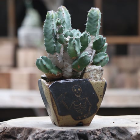 ユーフォルビア レシニフェラ 白角キリン／Euphorbia resinifera    no.1002/21