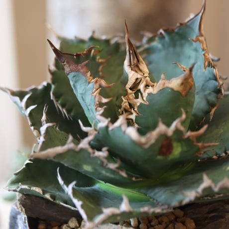 Agave titanota solareclipse × Yuya Morikawa  no.82505