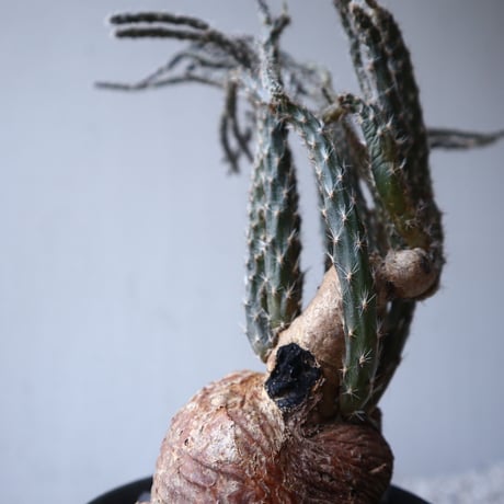 プテロカクタス ツベローサス   黒竜     Pterocactus tuberosus   no.122215