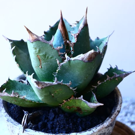 アガベ   チタノタ    Agave titanota    no.11233