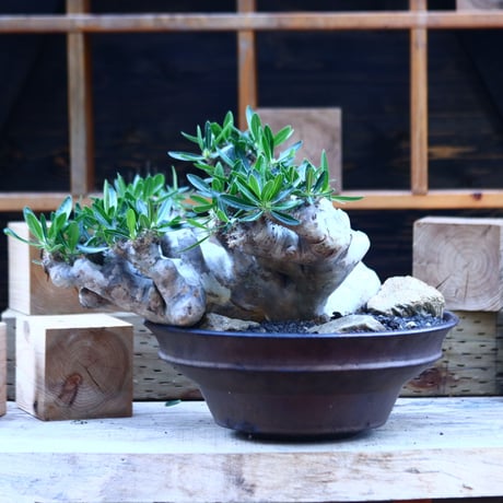 パキポディウム ブレビカリックス／Pachypodium densiflorum var. brevicalyx      no.82936
