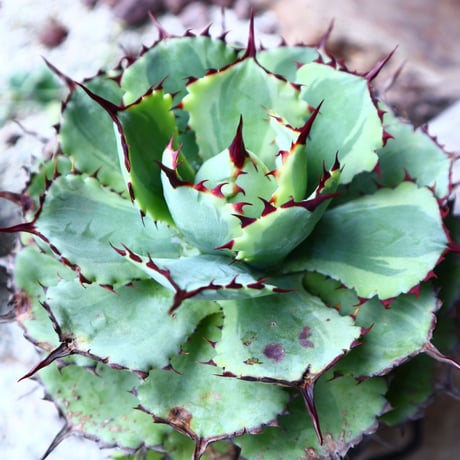 アガベ   ポタトラム     Agave potatorum    no.72104