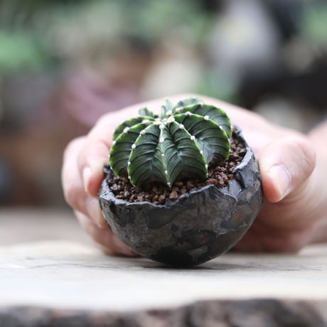 ギムノカリキウム フィードリッフィーLB2178／Gymnocalycium friedrichii    no.103004